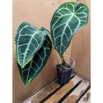 A1 Anthurium 